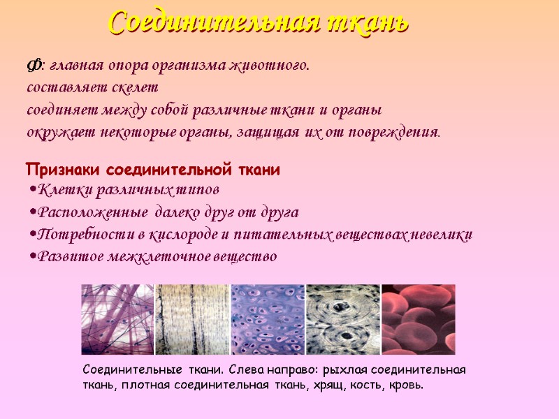 Соединительная ткань  Ф: главная опора организма животного. составляет скелет  соединяет между собой